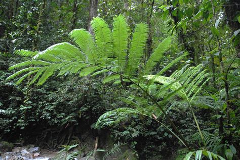 Angiopteris Evecta Ferns And Lycophytes Of The World