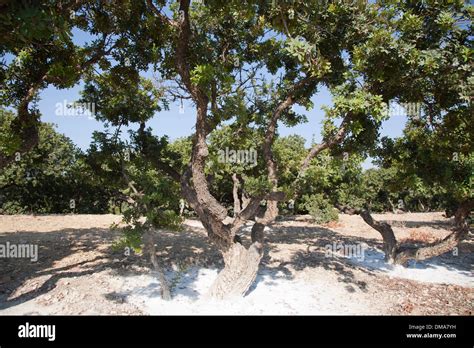 Mastic Tree Island Of Chios North East Aegean Sea Greece Europe