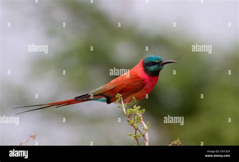 Northern Carmine Bee Eater Merops Nubicus In Murchison Falls National