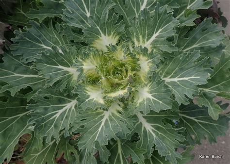 More Ornamental Kale – Lake Mary Gardens