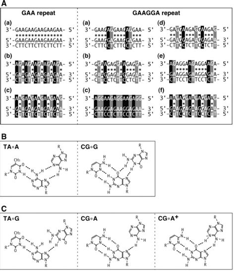 Ggatcc Interrupted Triplets In Long Gaattc Repeats Inhibit The