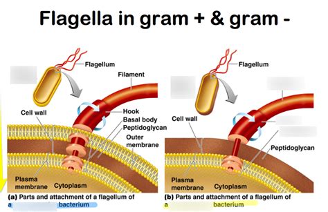 Prokaryotes Components Of Bacterium Cell Envelope And Appendages Diagram Quizlet