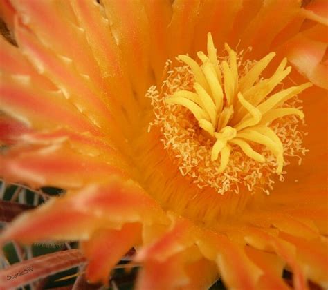 Fish Hook Barrel Cactus Blossom In Tucson Az Barrel Cactus Cactus