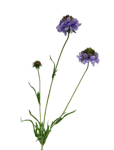 SCABIOSA BAROCCA LILA 65 CM GROOTHANDEL IN ZIJDEN BLOEMEN Jim Jon