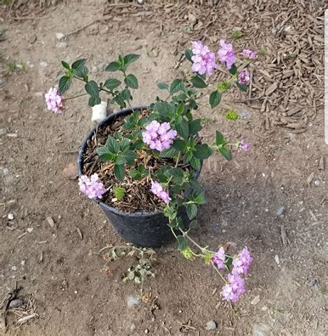 Buy Lantana Montevidensis Purple Trailing Lantana Bidscape