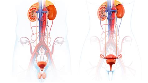 Bladder Leakage Solutions for Incontinence | Causes and How to Handle ...