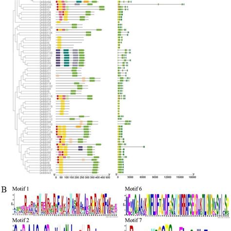 Sequence Conservation Analysis Of Bbx Proteins A Alignment Of The