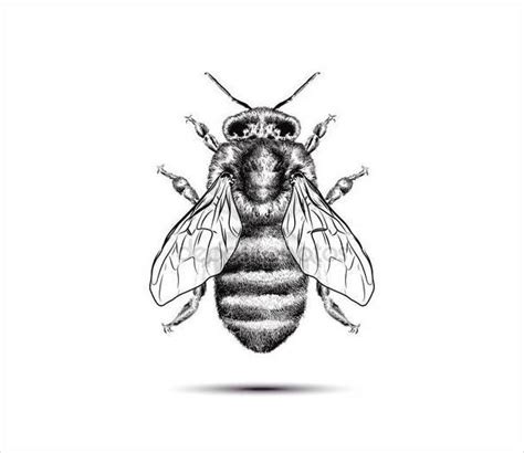 Bee Pencil Drawing