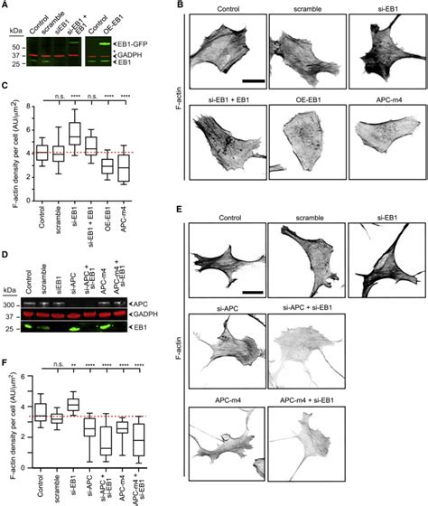 Eb Directly Regulates Apc Mediated Actin Nucleation Current Biology