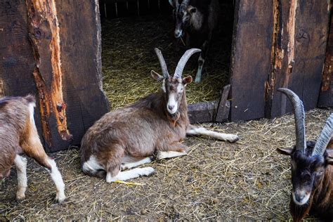 Tiere Heim für Tiere Hannover