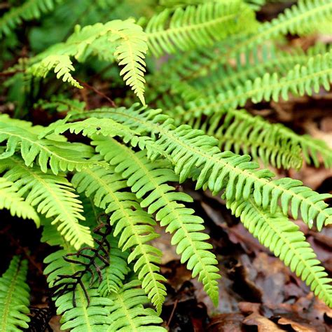 Hardy evergreen ferns for any spot in the garden | Bestall & Co