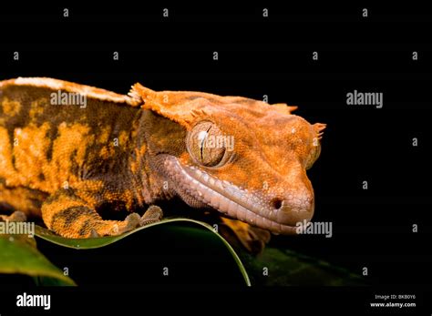 New Caledonian Crested Gecko Stock Photo Alamy