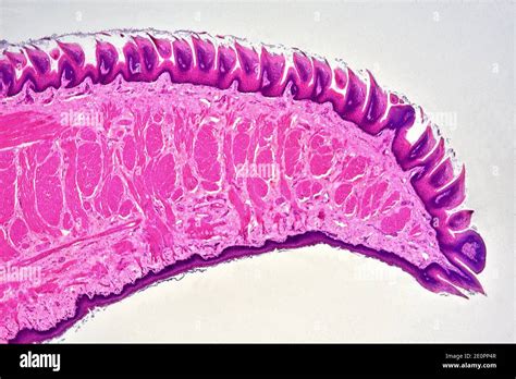 Tongue Papillae Anatomy