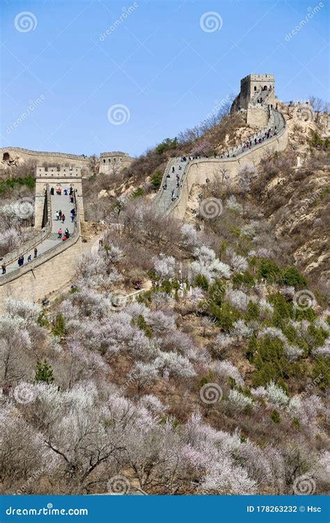 The Great Wall of China in Spring Stock Photo - Image of apricot, china: 178263232