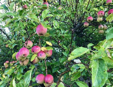 Best Fruit Trees For Zone