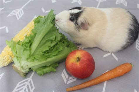 Can Guinea Pigs Eat Celery How Much Is Safe Precisely Pets