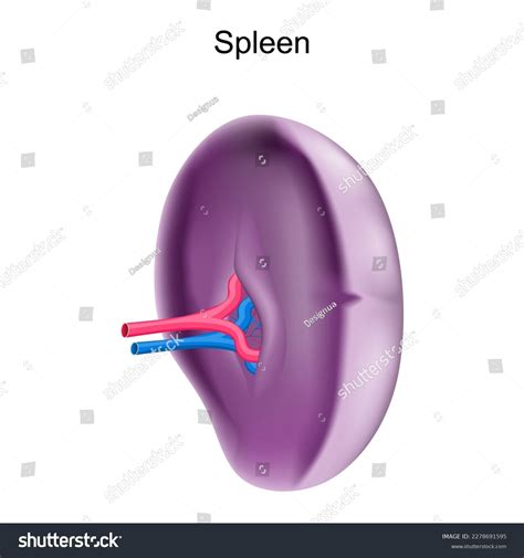 Spleen Realistic Internal Organ Lymphatic System Stock Vector Royalty