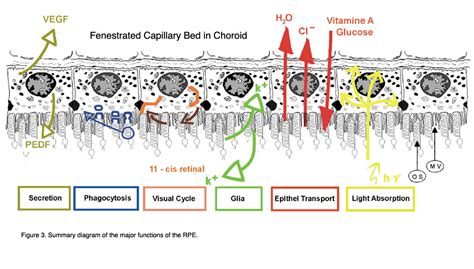 Biology Pictures Functions Of The Retinal Pigment Epithelium