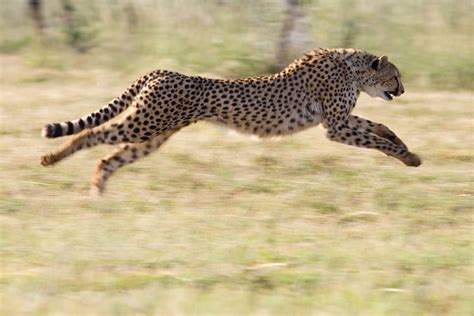 Cheetah Facts For Kids • Cheetah Conservation Fund