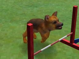 Nintendogs (DS) Game Profile | News, Reviews, Videos & Screenshots