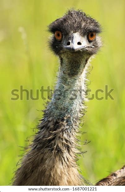 Australian Emu Portrait Looking Camera Stock Photo Edit Now 1687001221