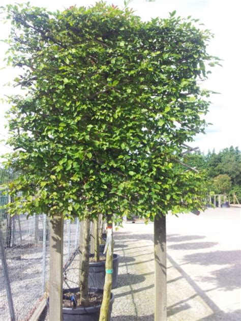 Pleached trees – mad with joy