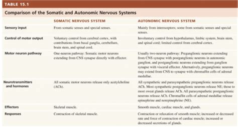 Neurophys Part 2 Nervous System Flashcards Quizlet