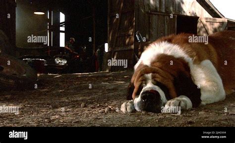 CUJO, CUJO, 1983 Stock Photo - Alamy