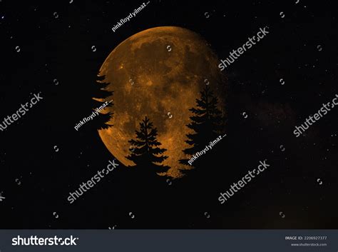 Full Moon Tree Silhouette Dusk Stock Photo 2206927377 | Shutterstock