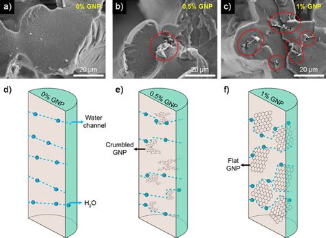 Cross Sectional SEM Images Of A SPEEK B 0 5 Wt GNP SPEEK And