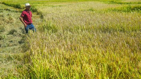 Temporais no RS podem interferir na produção de arroz alertam