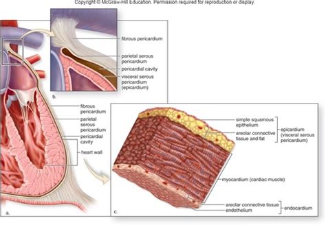 Chapter 13 Cardiovascular System Flashcards Quizlet