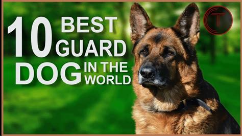 Top 10 Guard Dog Breedsintroduction Of Different Guard Dog Breeds