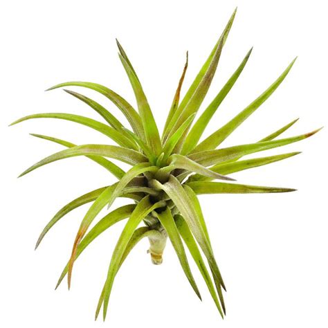 Tillandsia Neglecta Rubra Aquasabi Aquarium Shop