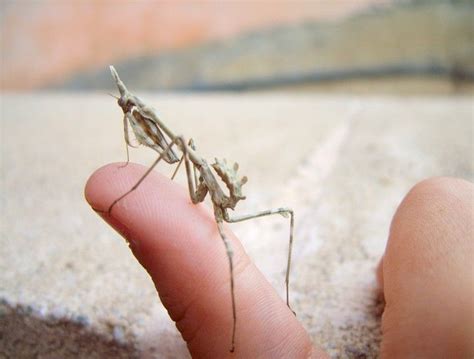 Los 20 tipos de mantis religiosa más curiosos y extraordinarios del