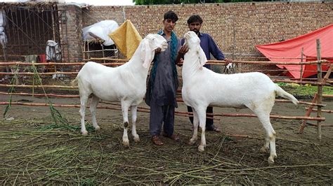 Rajanpuri Desi Bakre Turkey Dumbe Desi Bakre Makhi Chena Bakre