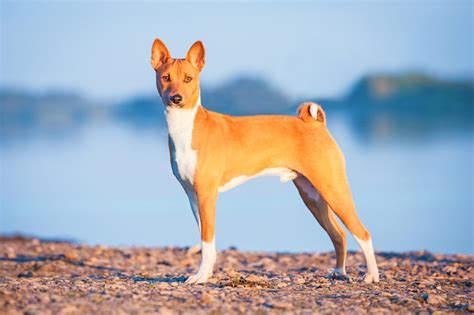 Basenji Dog Breed Information - All About Mutts