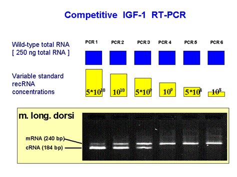 Bioinformatics Pcr Efficiency In Real Time Pcr