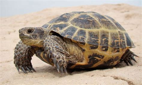 Tortuga Laud Características Qué Come Dónde Vive