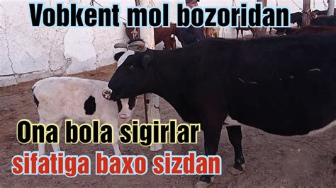 Vobkent Mol Bozoridan Ona Bola Sigirlar Narxlari Youtube