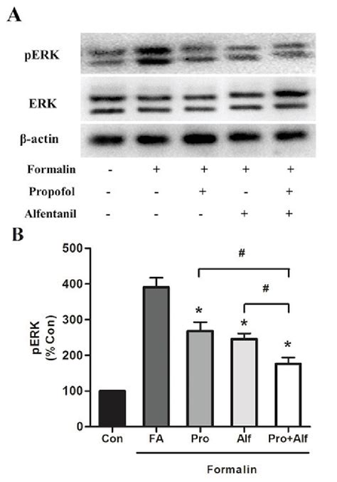 Western Blot Analysis Of Erk And Perk Expression In Various Treatment