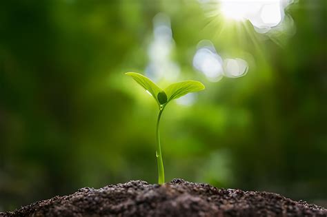 Potencializando O Crescimento Vegetal O Papel Dos Micro Organismos No