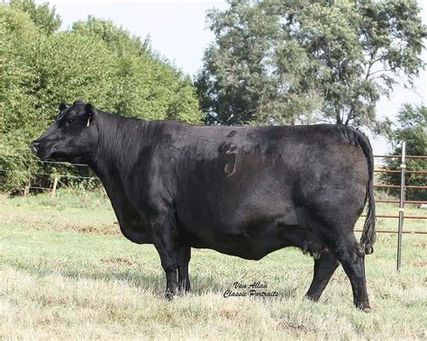 Angus Embryos For Sale Sb10 2300 Sire Buyer