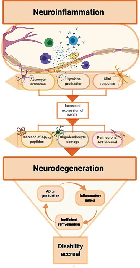 The Role of Amyloid β in White Matter Damage Possible Common