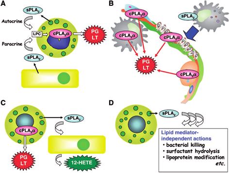 Various Modes Of Spla Action A During Proposed Sequential Spla