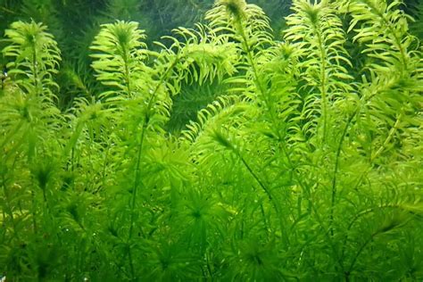 7 Hardy Plants for a Brackish Water Aquarium Aquarium Hunter