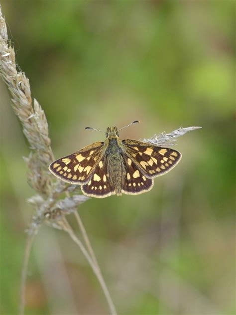 Butterfly Conservation | RF Vision