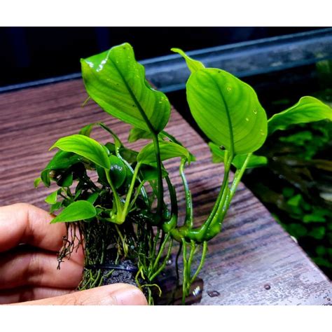 Jual FULL AIR Anubias Nana Wabikusa Tanaman Aquascape Shopee Indonesia