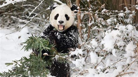 WATCH — Pandas + snow = FUN | videoclip | Kids News