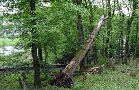 Jüdischer Friedhof erneut gesperrt